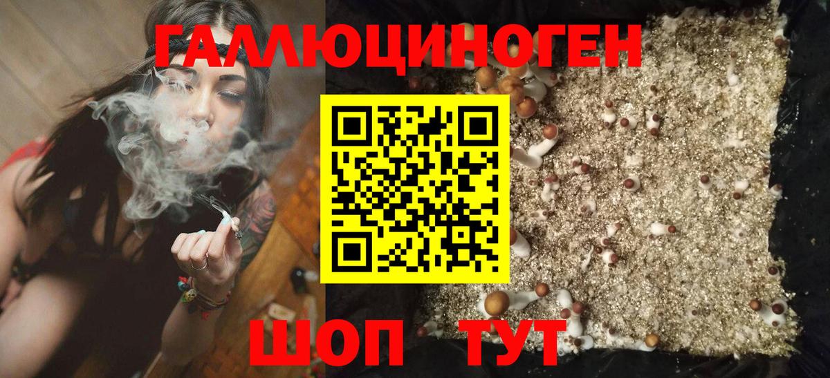 Гудермес  Псилоцибиновые грибы Psilocybine cubensis  Вход с VPN 